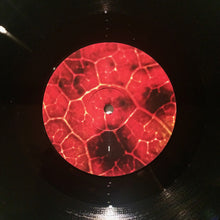 Load image into Gallery viewer, Common Eider, King Eider - A Wound Of Earth (LP ALBUM)