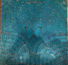 Load image into Gallery viewer, Santana – Borboletta