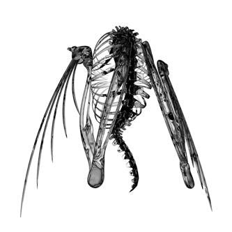 LOTIC - HETEROCETERA ( 12